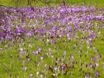 crocus-purple