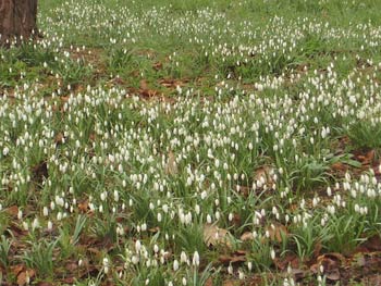 snowdrops