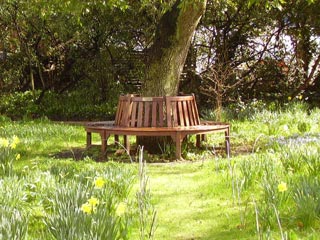 trinity tree bench