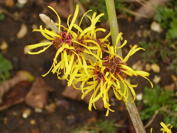 yellow-hazel