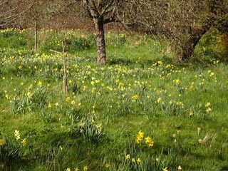 Daffodills-trees-lmh