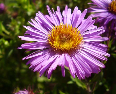 Aster