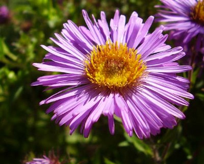 Aster