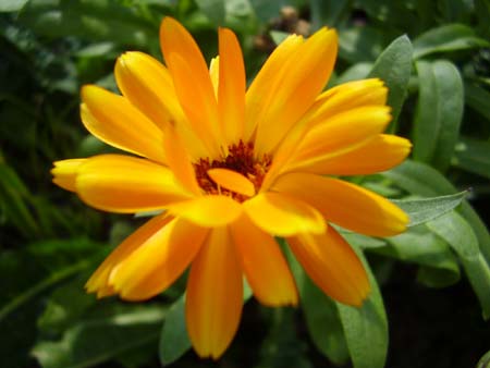 calendula