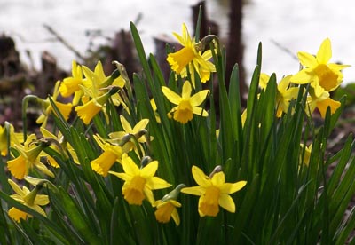 daffodils