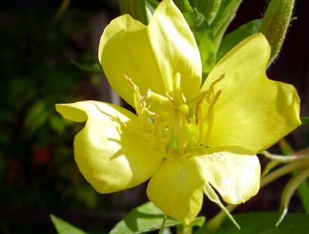 evening_primrose