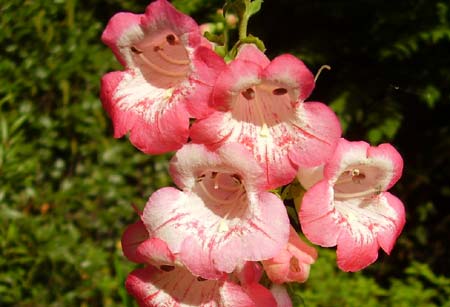 pink penstemon