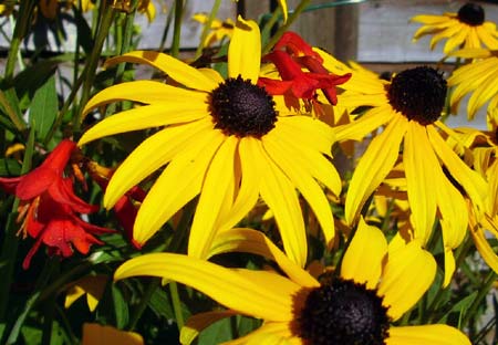 Rudbeckia