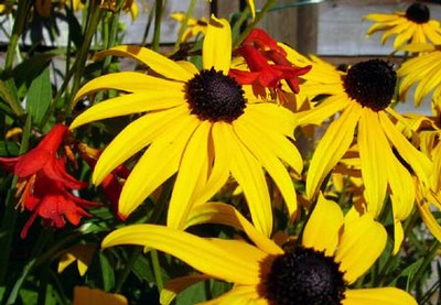 Rudbeckia