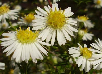 white-daisy.jpg