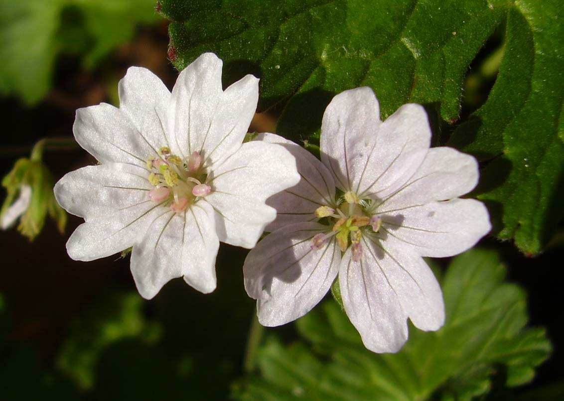 geranium