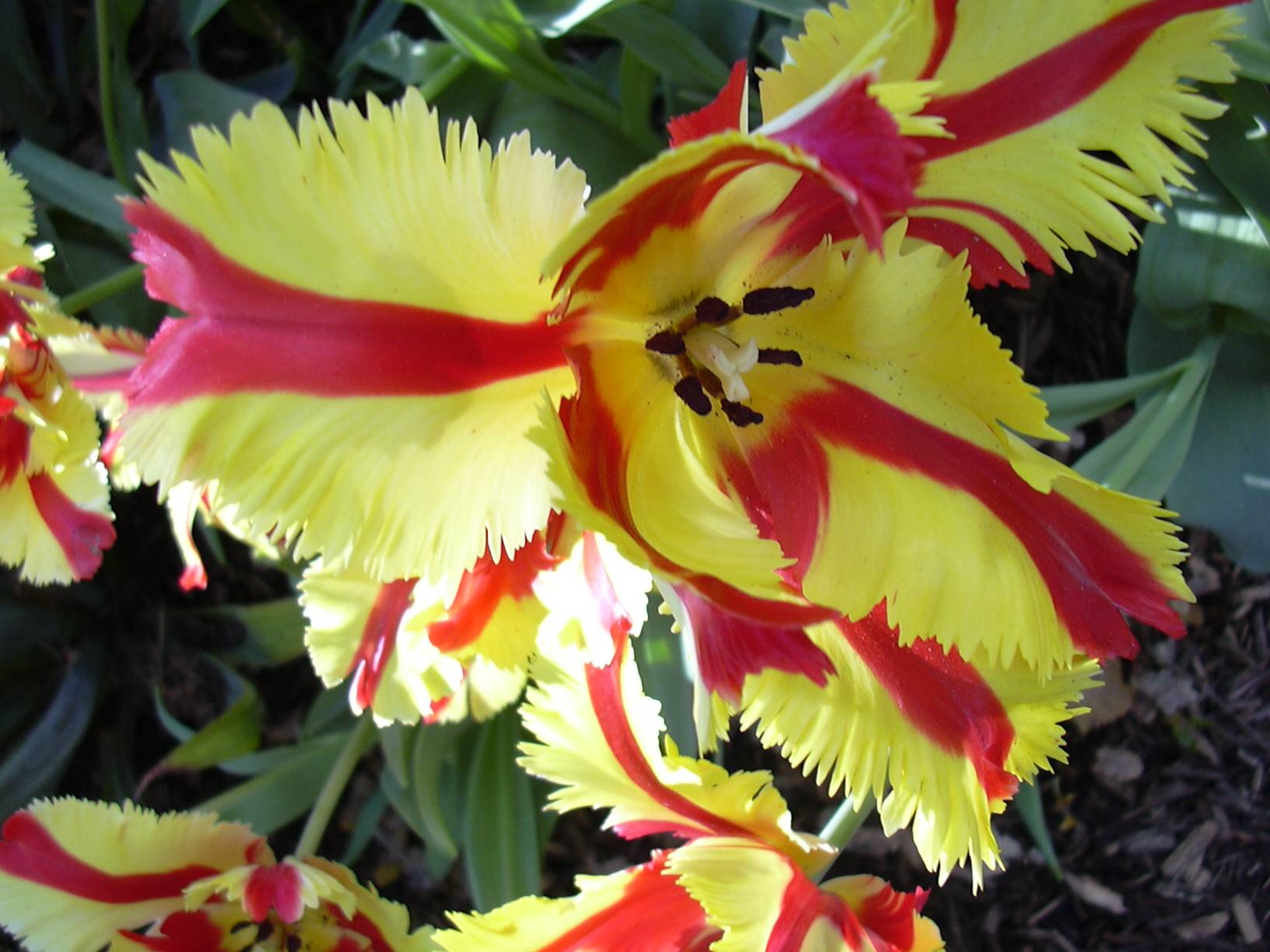 red yellow flower