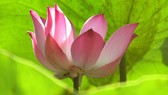 pinklotus