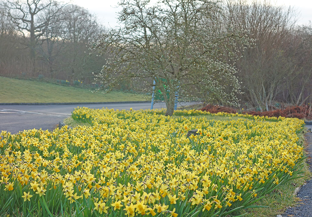 daffodils