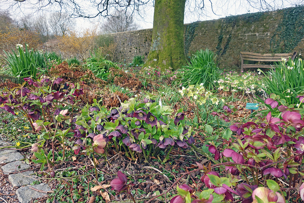 hellebores-walled