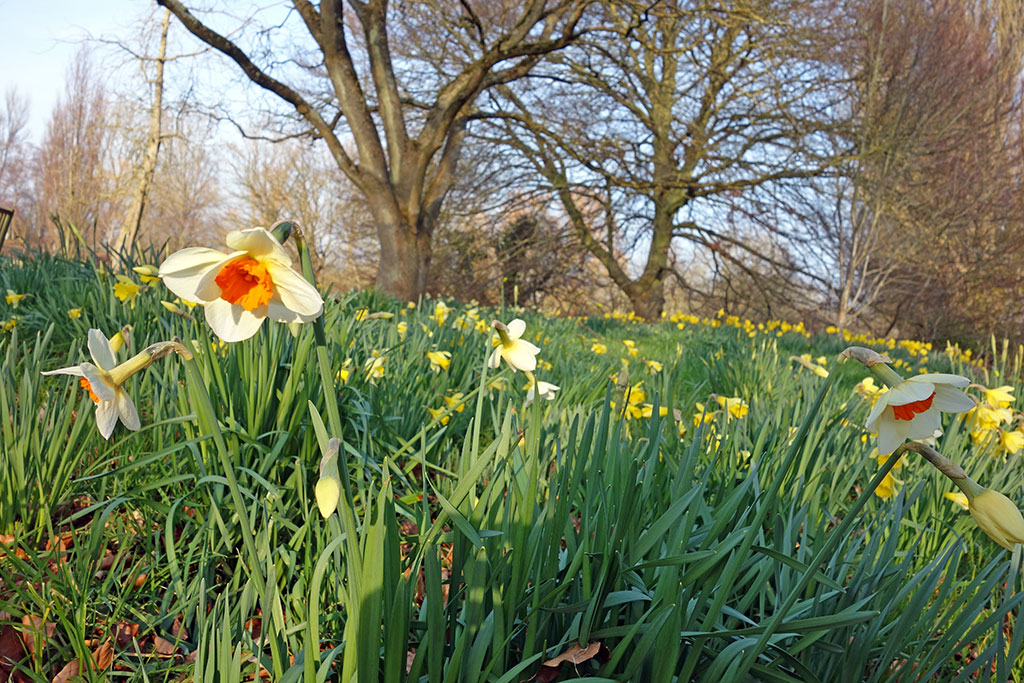 lmh-daffodil-tree-3