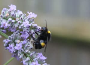 Read more about the article Photos of wildlife in the garden