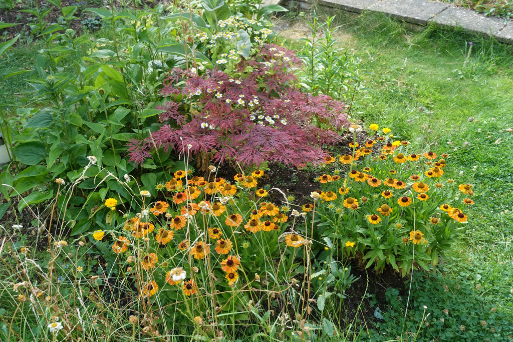 helenium