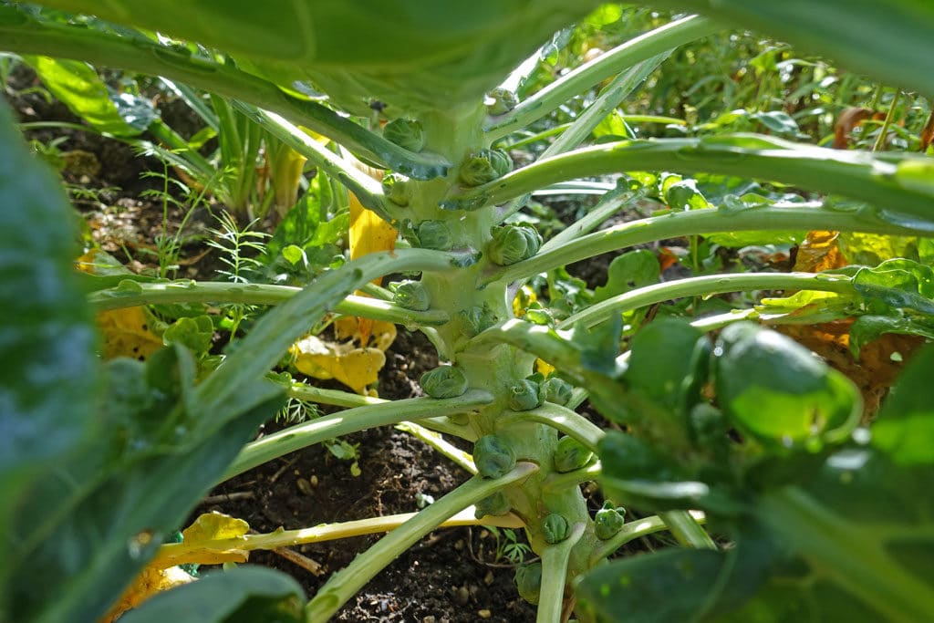 brussel sprouts