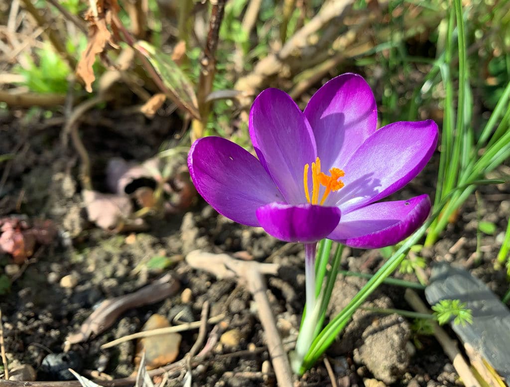 crocus