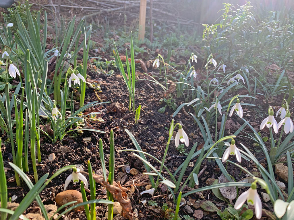 snowdrops